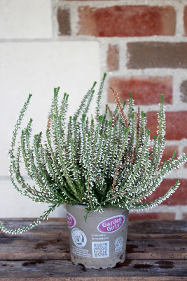 PLANTE D'EXTÉRIEUR - Bruyère "Calluna"