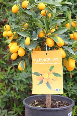 ARBRE FRUITIER - Kumquat