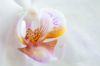 Nos trois conseils entretien de votre orchide