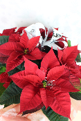 PLANTE D’INTÉRIEUR - Poinsettia, étoile de Noël