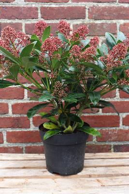 PLANTE D'EXTÉRIEUR - Skimmia