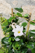 PLANTE D'EXTÉRIEUR - Dipladenia 