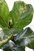 PLANTE D'INTÉRIEUR - Ficus Lyrata
