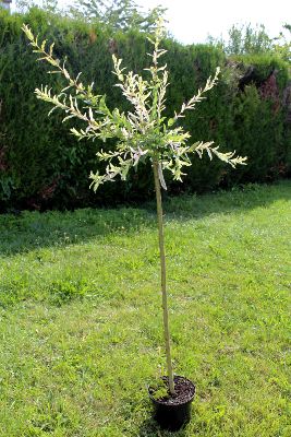 Saule crevette (Salix Integra Hakuro-Nishiki)