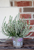 PLANTE D'EXTÉRIEUR - Bruyère "Calluna"