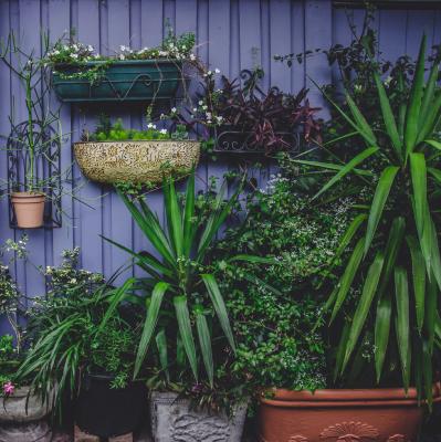 Nos plantes vertes d'extérieur
