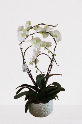 ORCHIDÉE - Phalaenopsis Français