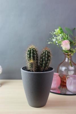 PLANTE GRASSE - Cactus polaskia avec pot