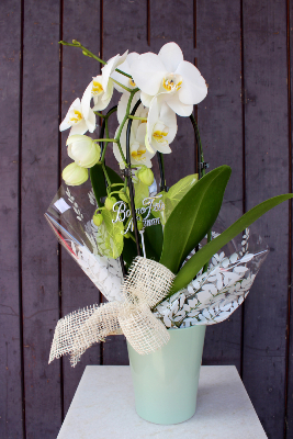 Fête des Mères - Orchidée blanche décorée