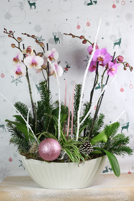 NOËL - Composition d'orchidées spéciale Noël 