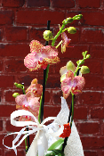 Fête des Mères - Orchidée décorée Maman Merveilleuse Orange
