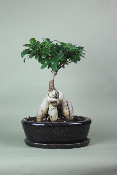 YOKOHAMA - Bonsaï d'intérieur Ficus Ginseng