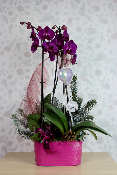 NOËL - Composition d'orchidées fuchsia