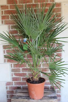 Palmier Chamareops Humilis