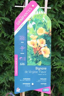 PLANTE GRIMPANTE - Bignone