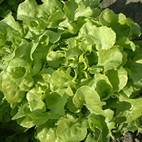 PLANTS DE SALADES CHÊNE BLONDE