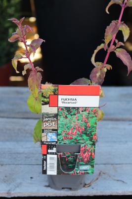 PLANTE VIVACE - Fuchsia
