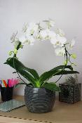 ORCHIDÉE - Phalaenopsis en arceau