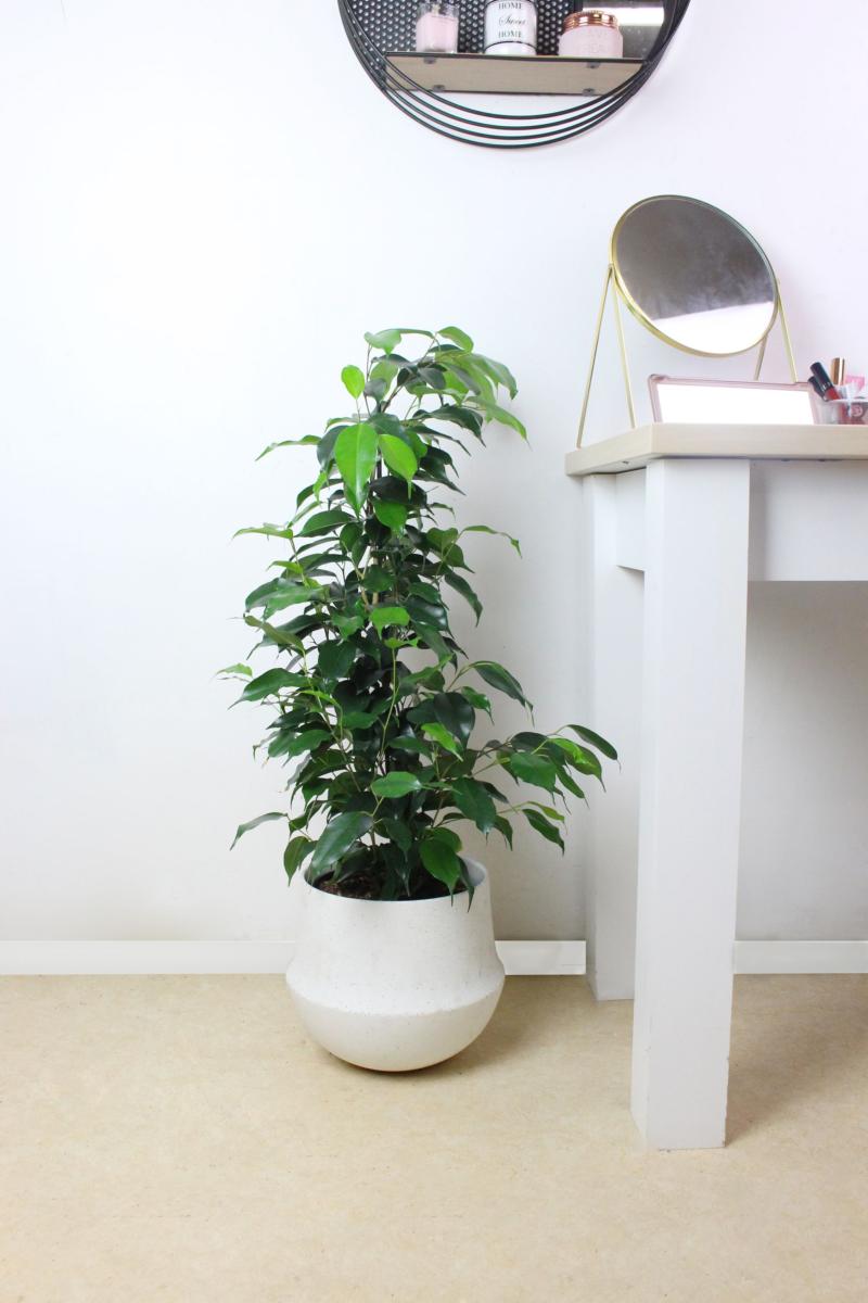 Ficus - 24,50€