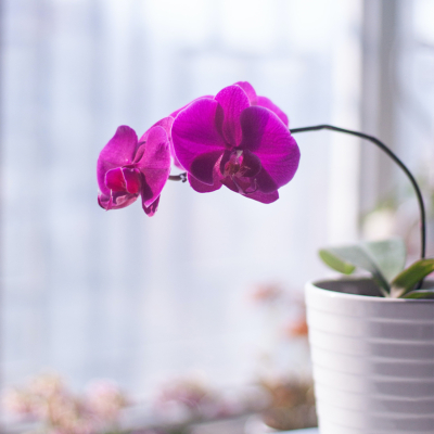 Entretien orchidée